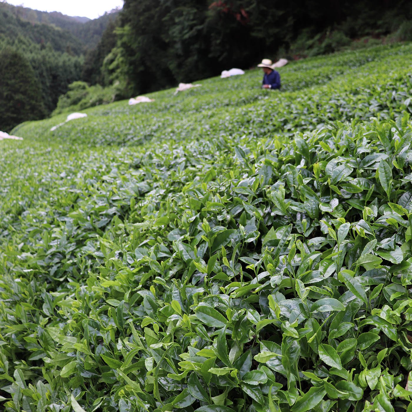 Økologisk Nagatani Gyokuro, 50g - Manaka