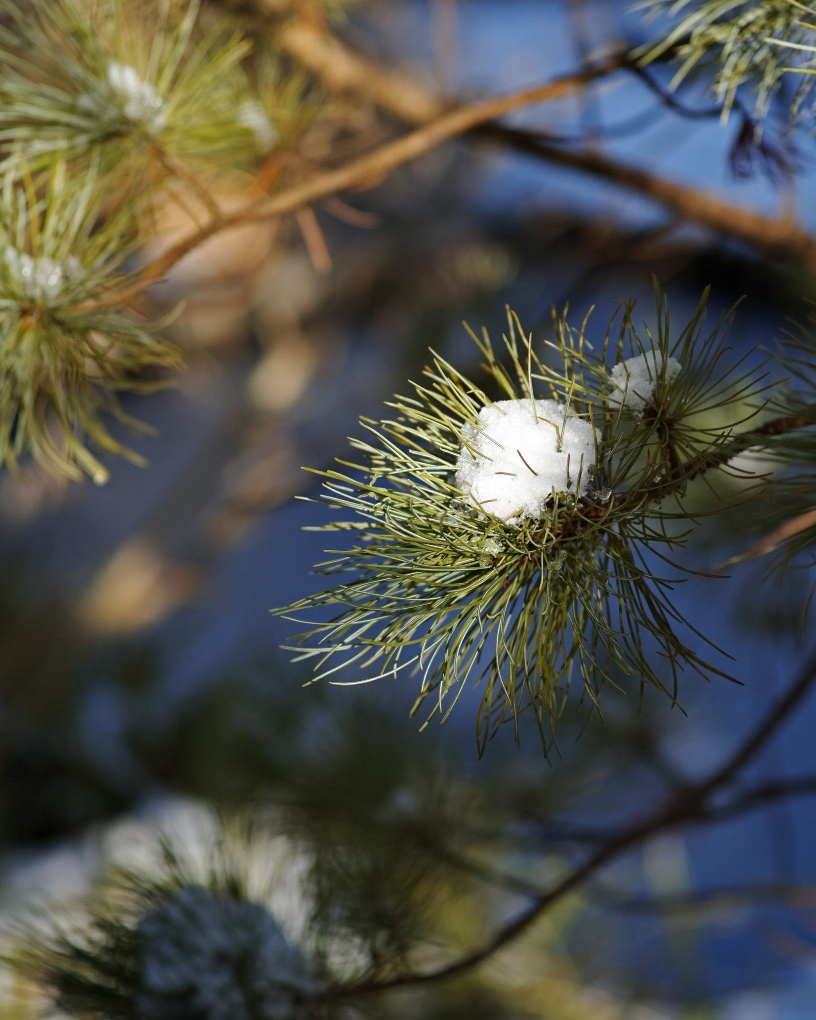Forårs sakesmagning ✹ 27.03.26 - Manaka Sake