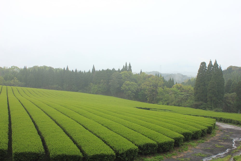 Økologisk Asatsuyu Sencha, 50g - Manaka