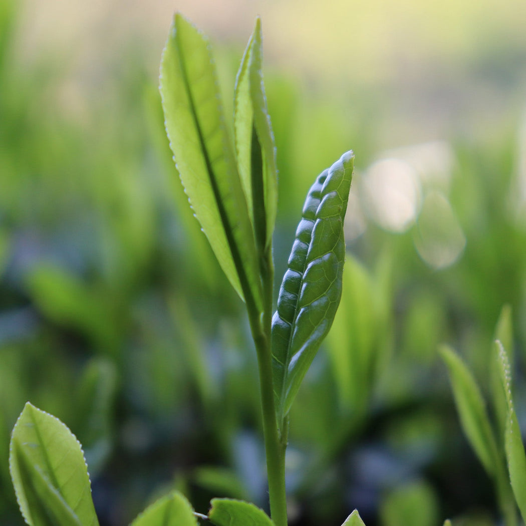 Økologisk Yabukita Sencha, 50g - Manaka