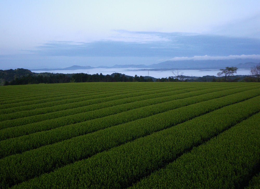 Økologisk Yorokobi Sencha, 50g - Manaka